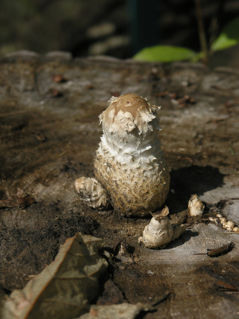 Pholiote destructrice (Hemipholiota populnea)