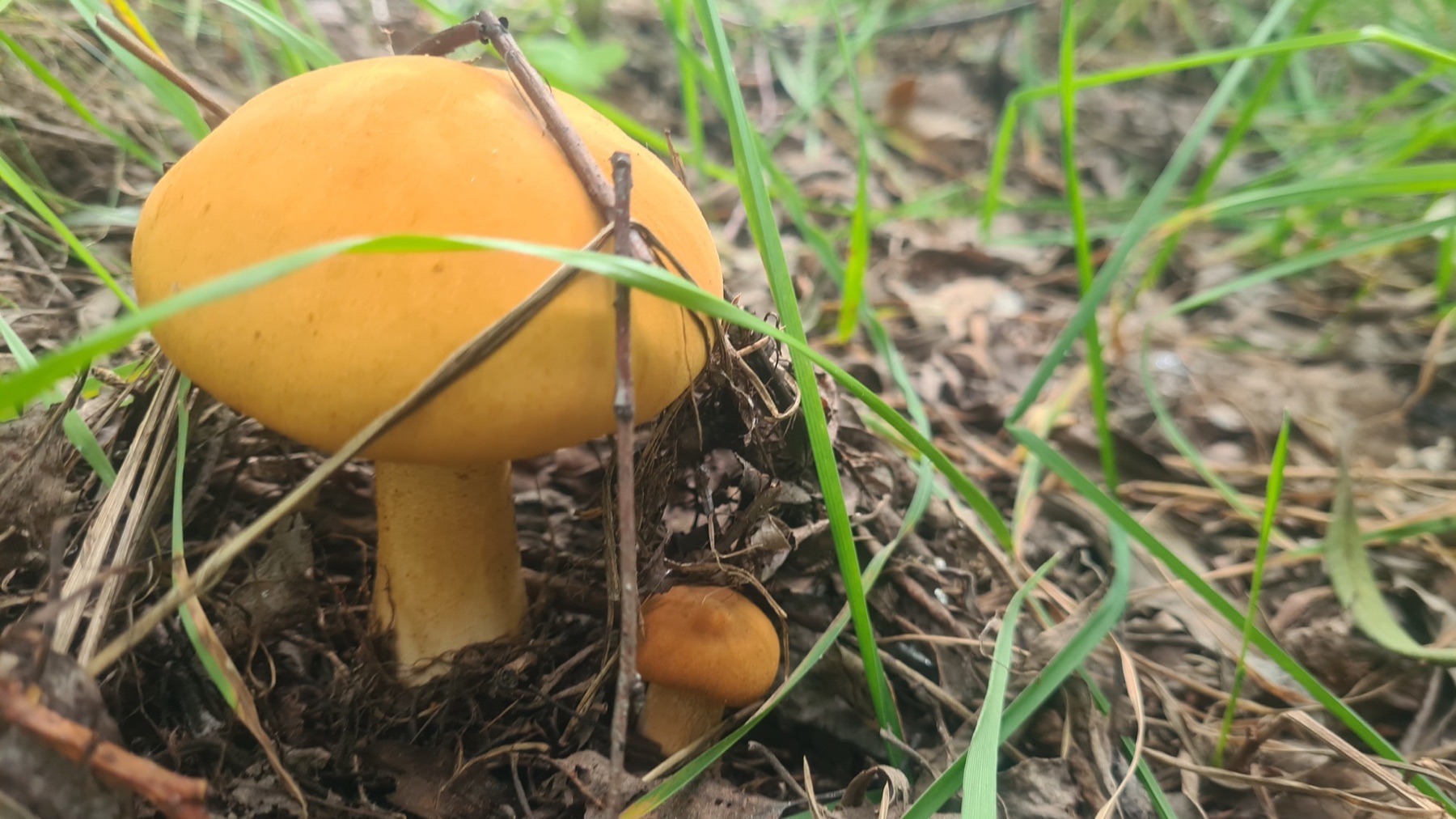 Pholiote dorée (Cystoderma aureum)