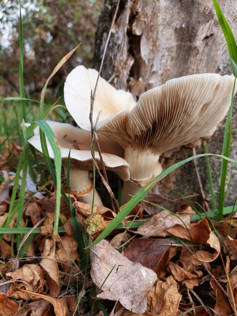 Pholiote du peuplier (Cyclocybe aegerita)