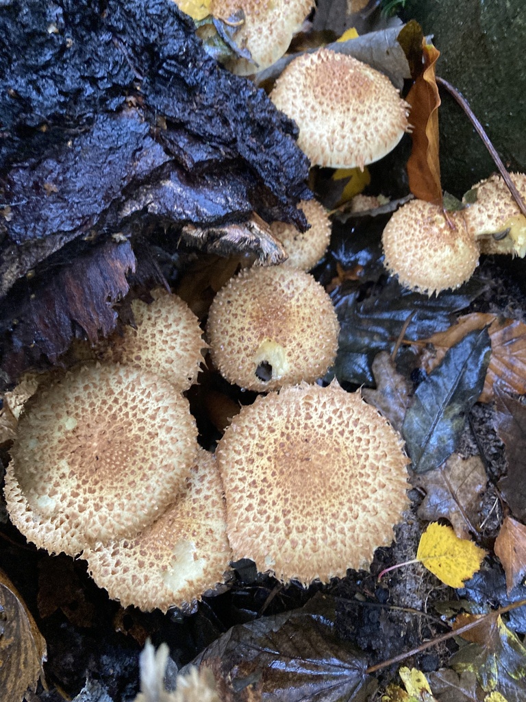 Pholiote écailleuse (Pholiota squarrosa)