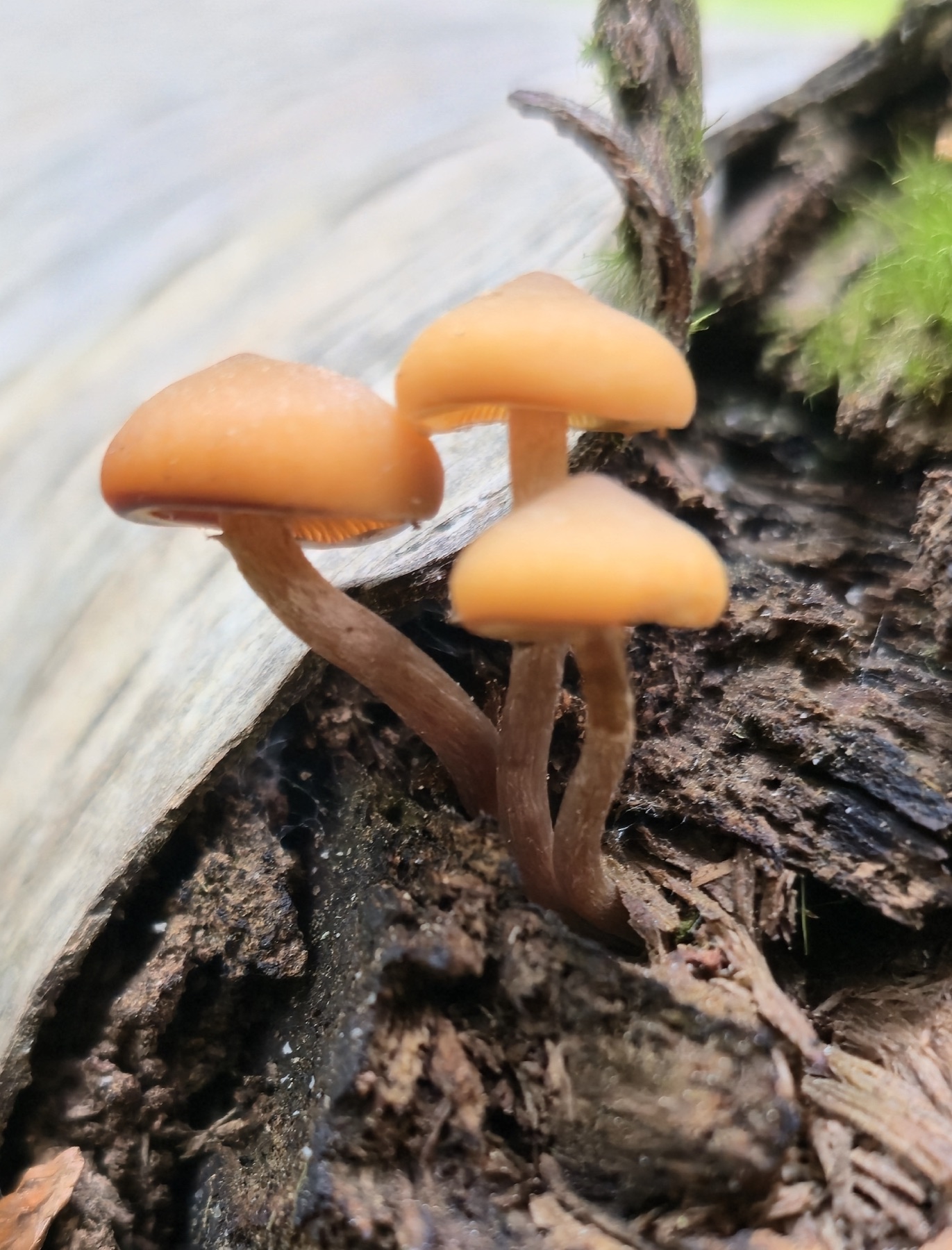 Pholiote lignicole (Kuehneromyces lignicola)