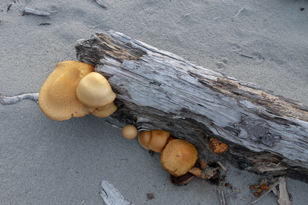 Pholiote remarquable (Gymnopilus junonius)