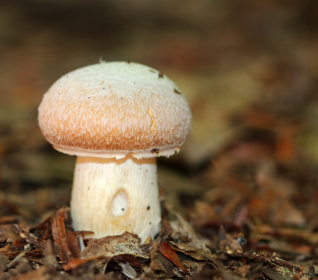 Pholiote ridée (Cortinarius caperatus)