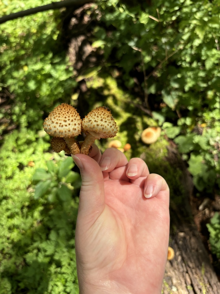 Pholiote squarreuse (Pholiota squarrosoides)