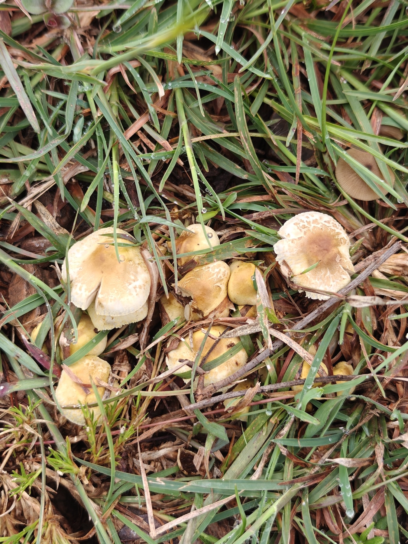 Pholiote terrestre (Pholiota terrestris)