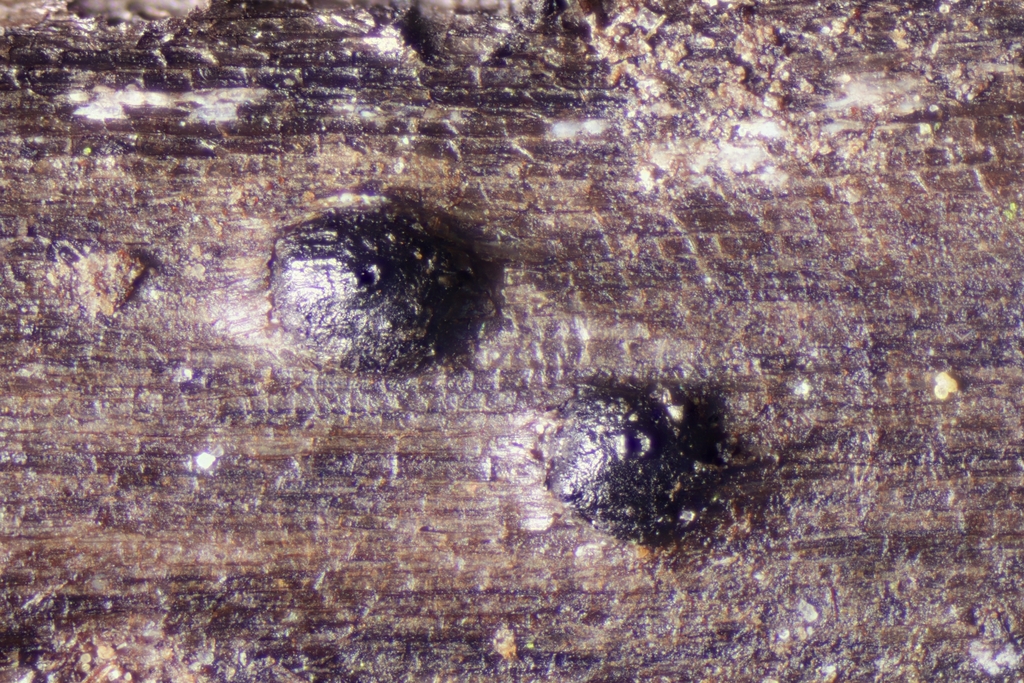 Phoma du colza (Leptosphaeria maculans)