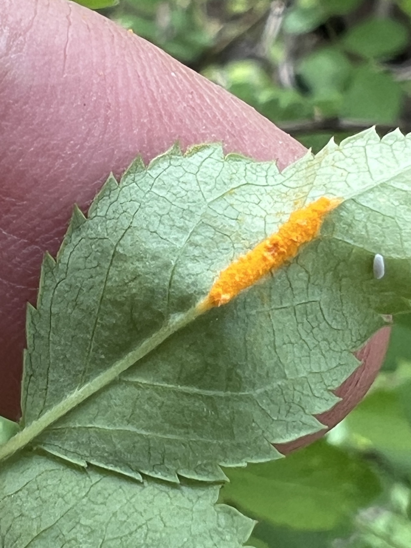 Phragmidium rosae-multiflorae (Phragmidium rosae-multiflorae)