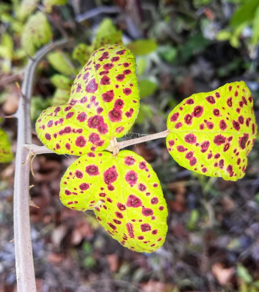 Phragmidium violaceum (Phragmidium violaceum)