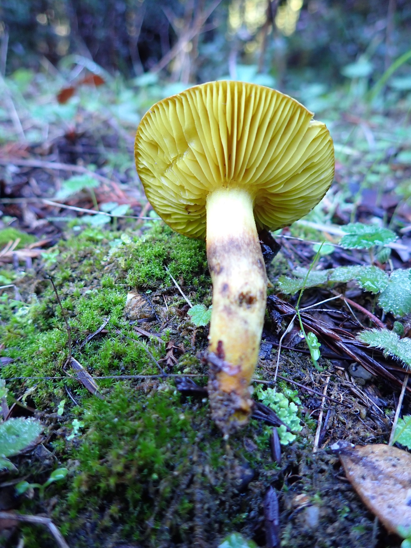 Phylloporus arenicola (Phylloporus arenicola)