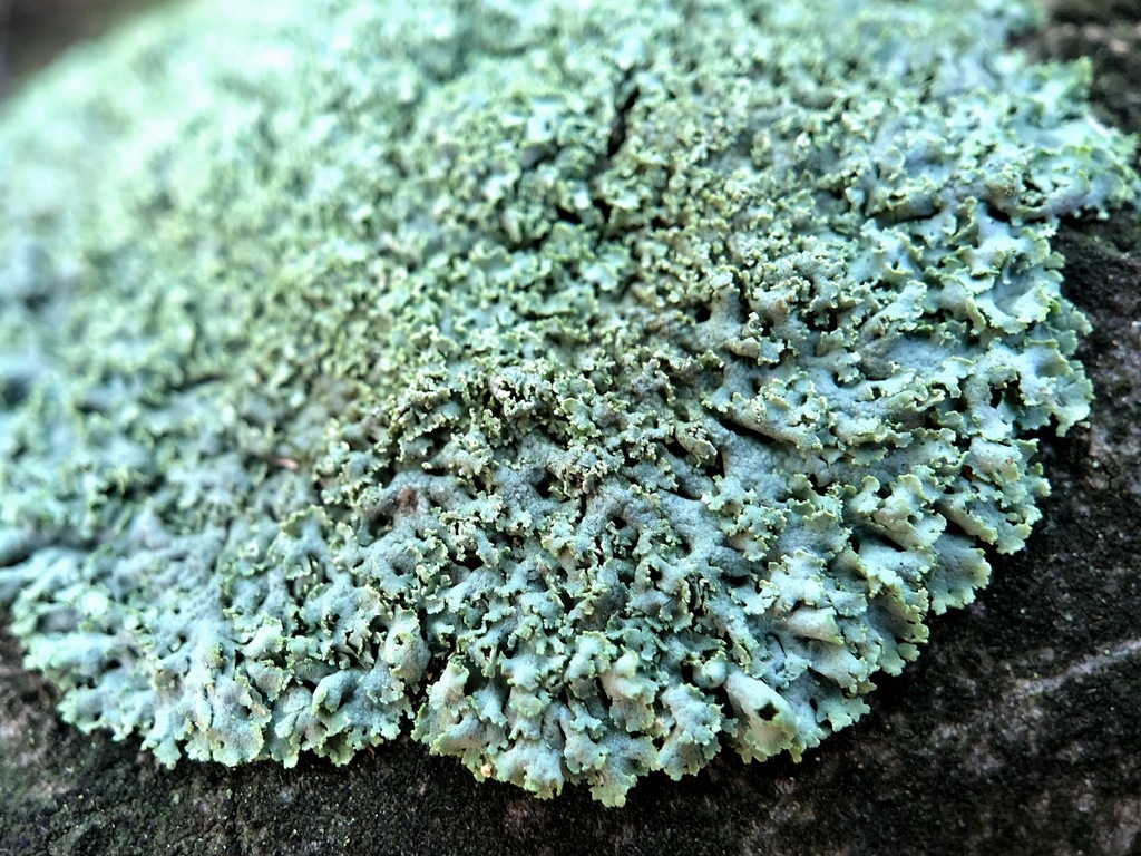 Physcia millegrana (Physcia millegrana)