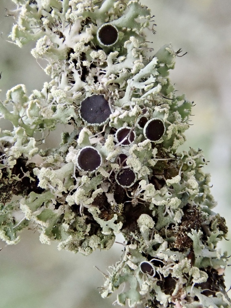 Physcie élégante (Physcia tenella)