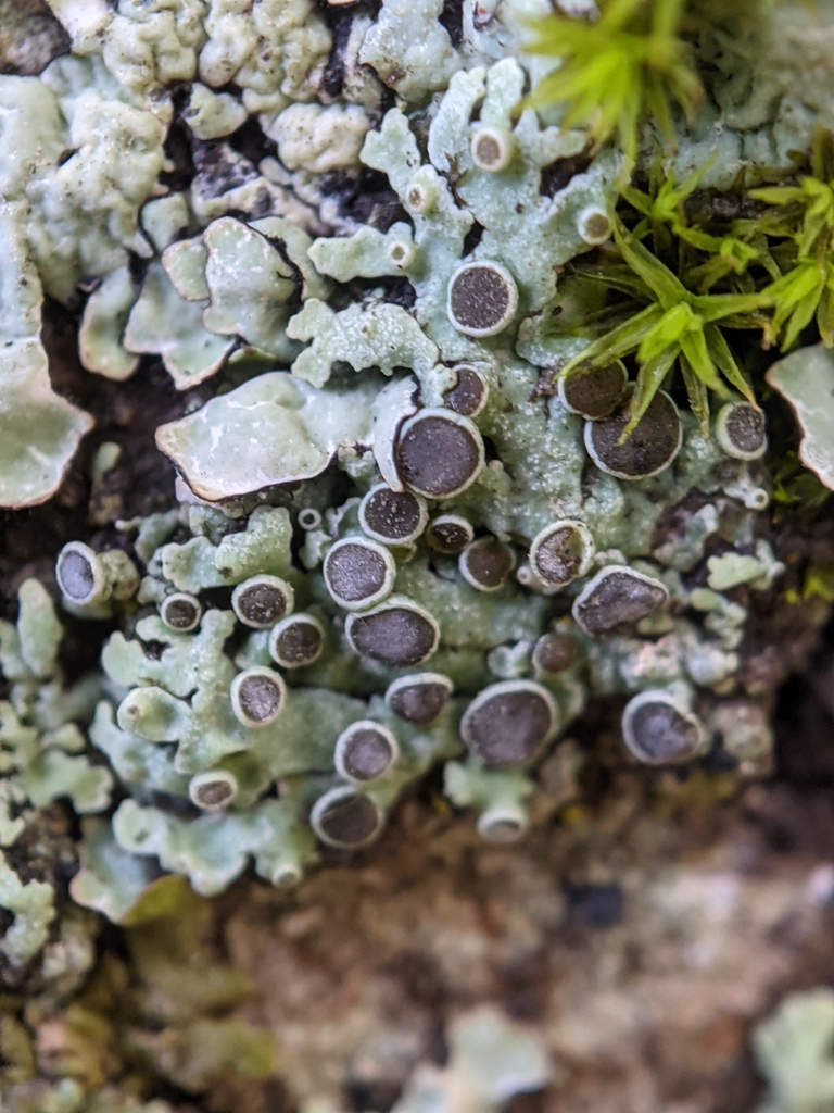Physcie étoilée (Physcia aipolia)