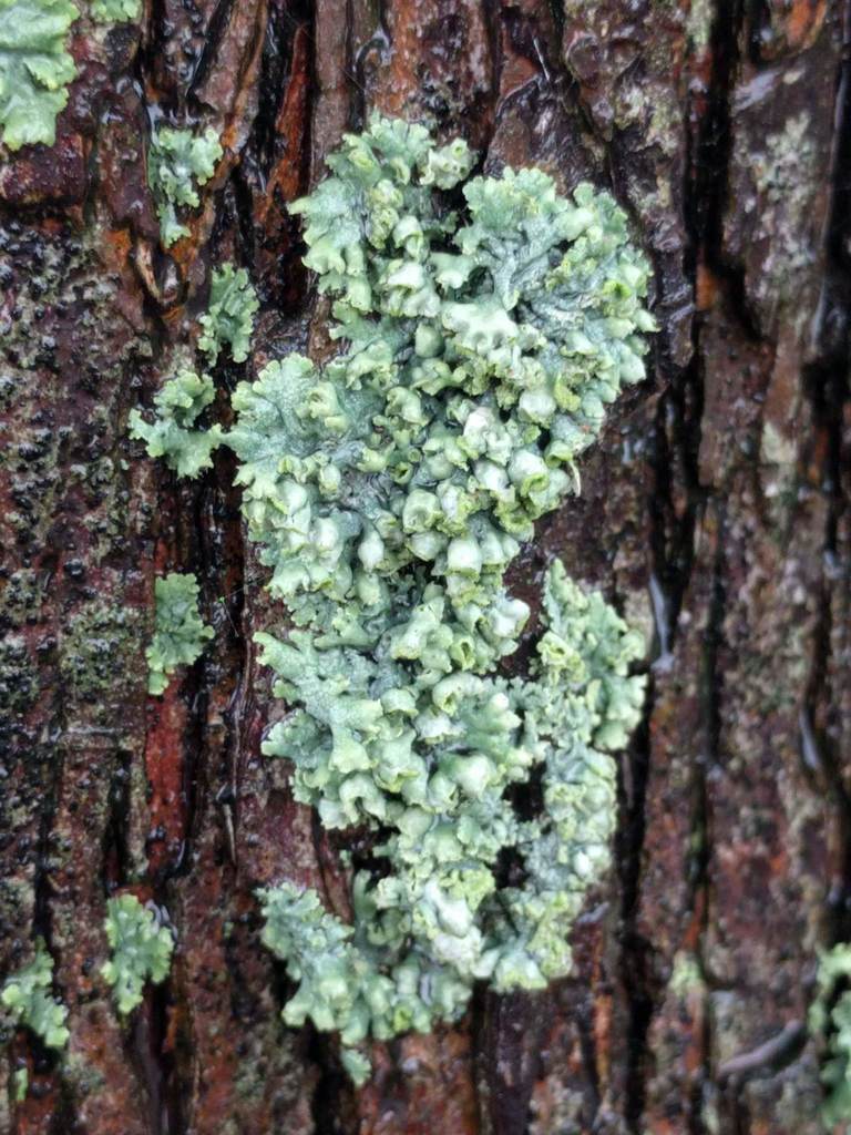 Physcie grimpante (Physcia adscendens)