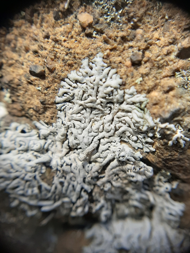 Physcie gris bleuâtre (Physcia caesia)