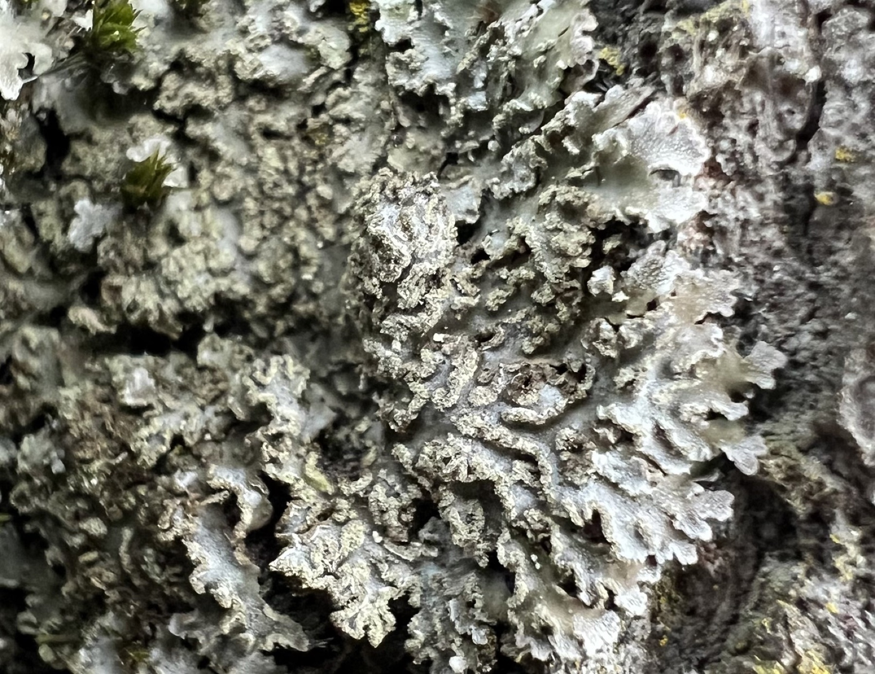 Physconia enteroxantha (Physconia enteroxantha)