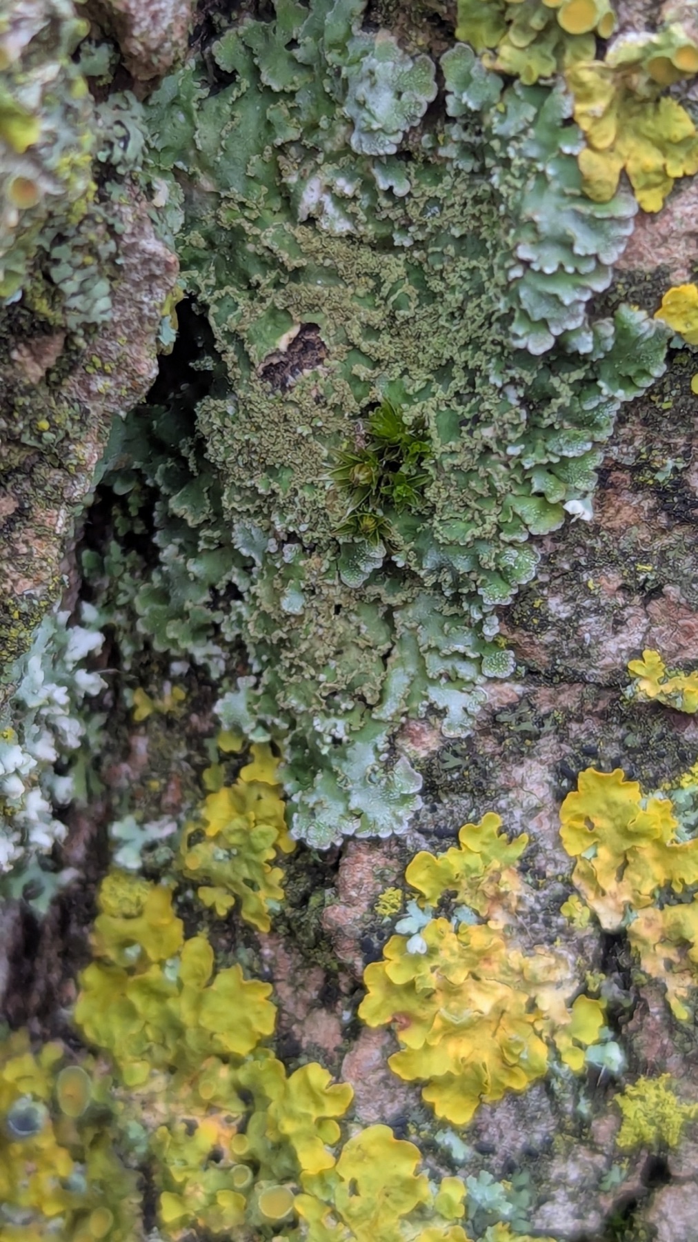 Physconie grise (Physconia grisea)
