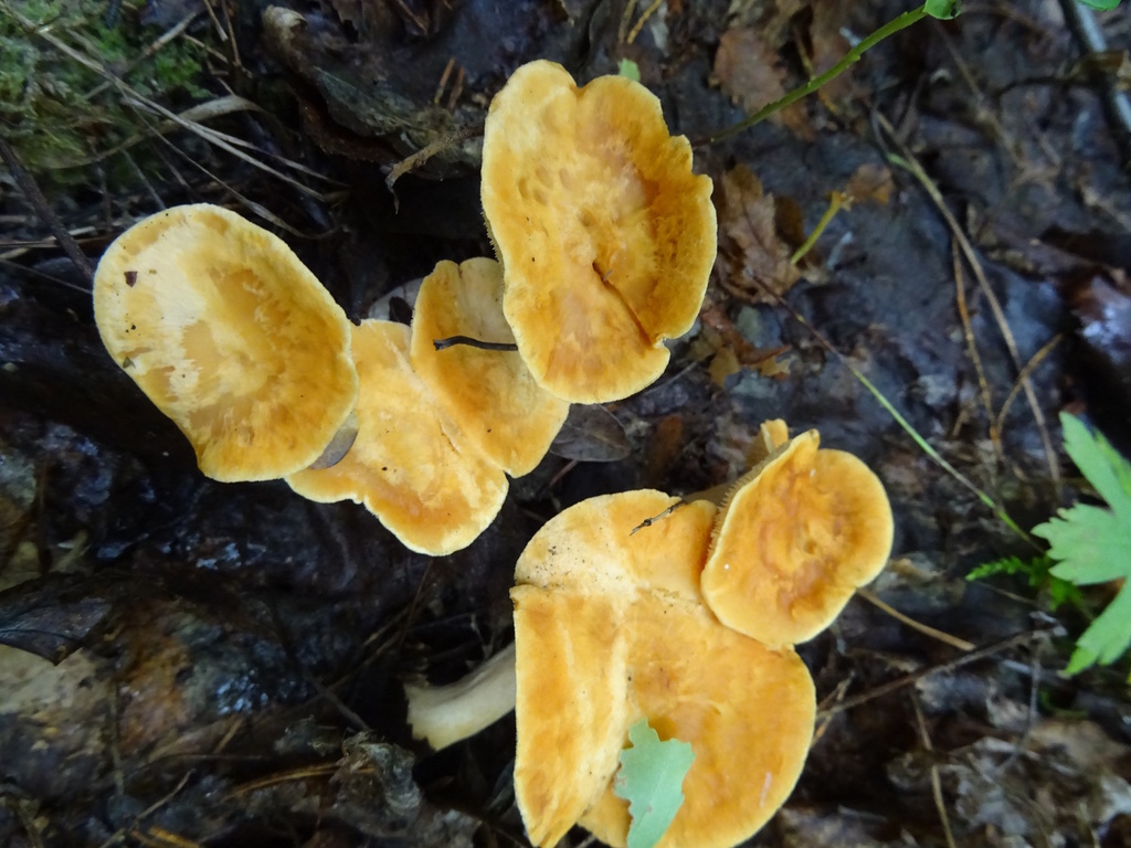 Pied-de-mouton roussissant (Hydnum rufescens)