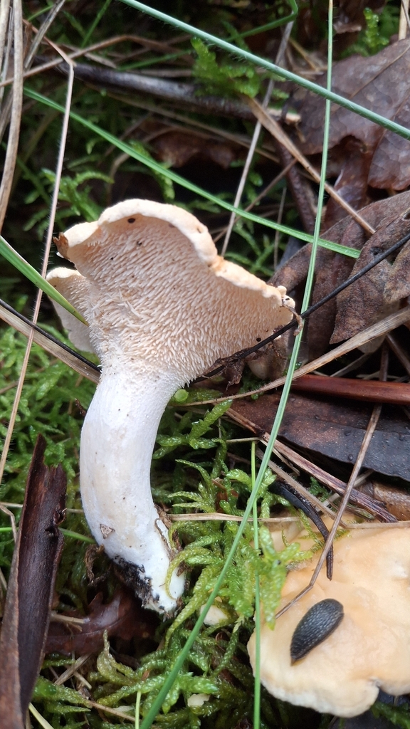 Pied-de-mouton (Hydnum repandum)
