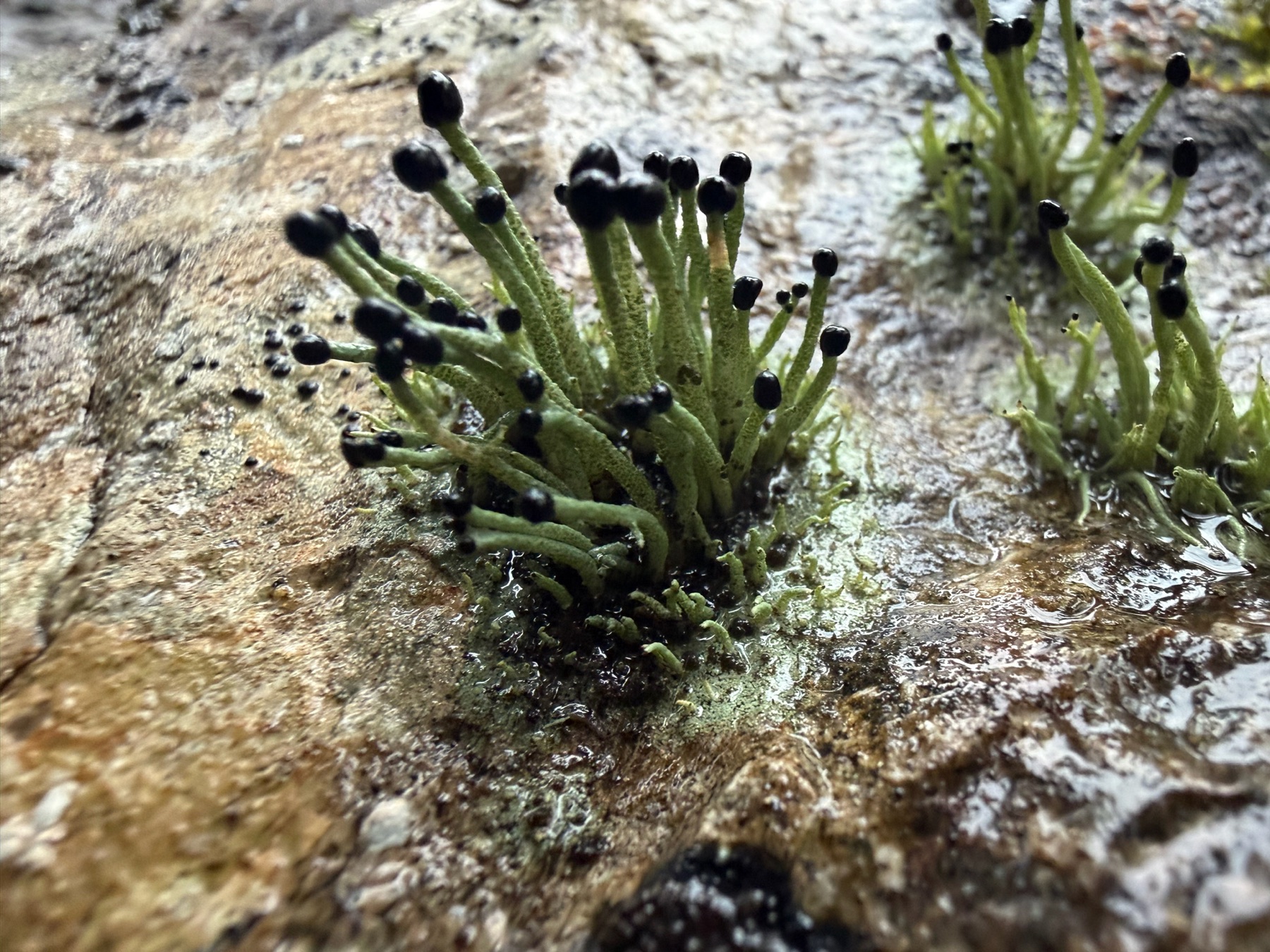 Pilophorus acicularis (Pilophorus acicularis)