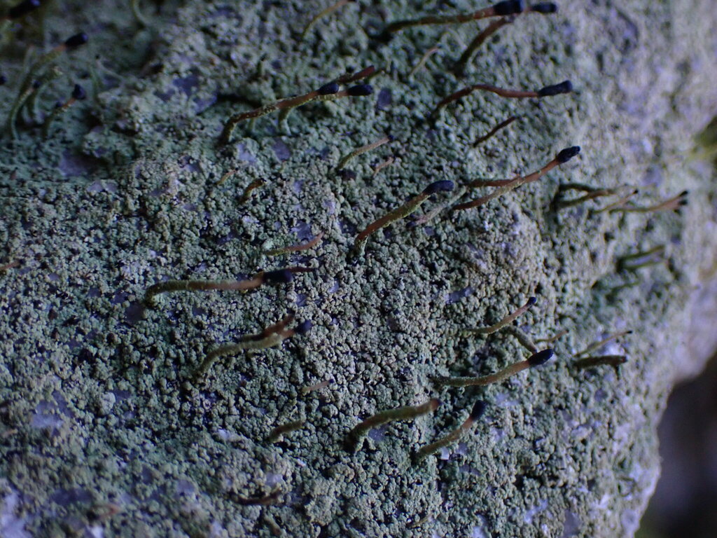 Pilophorus clavatus (Pilophorus clavatus)