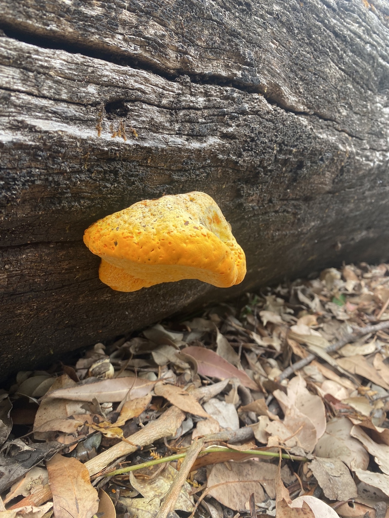 Piptoporus australiensis (Piptoporus australiensis)