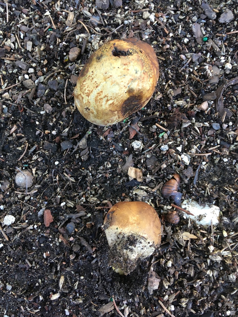Pisolithe des teinturiers (Pisolithus arhizus)