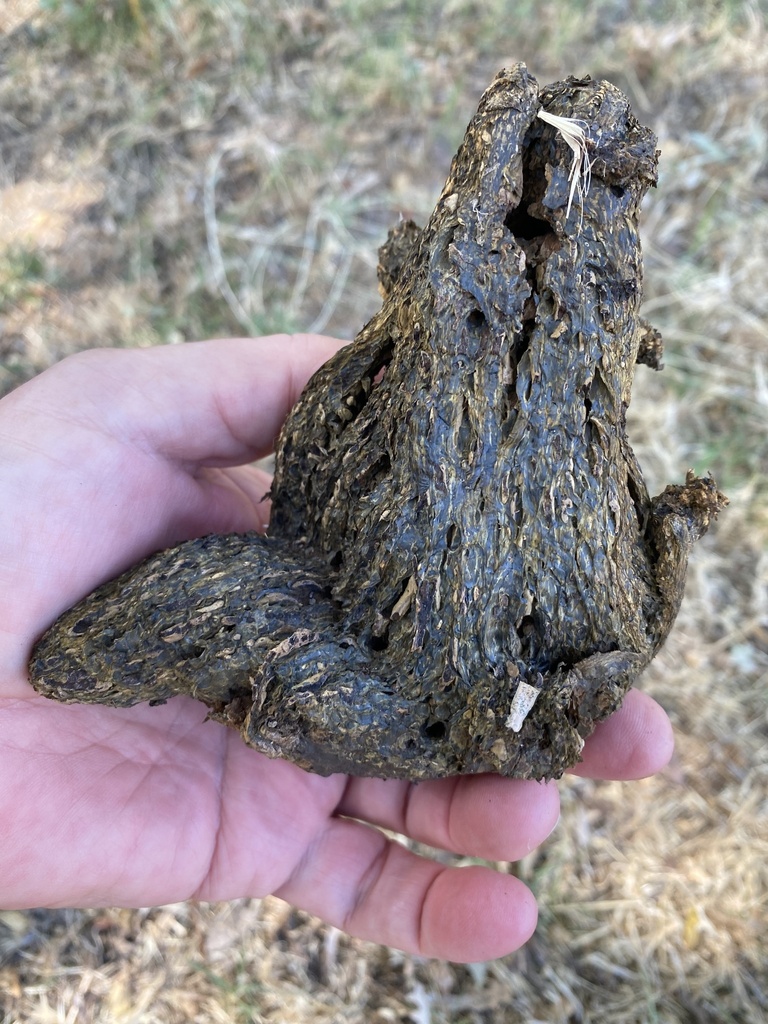 Pisolithe du teinturier (Pisolithus tinctorius)
