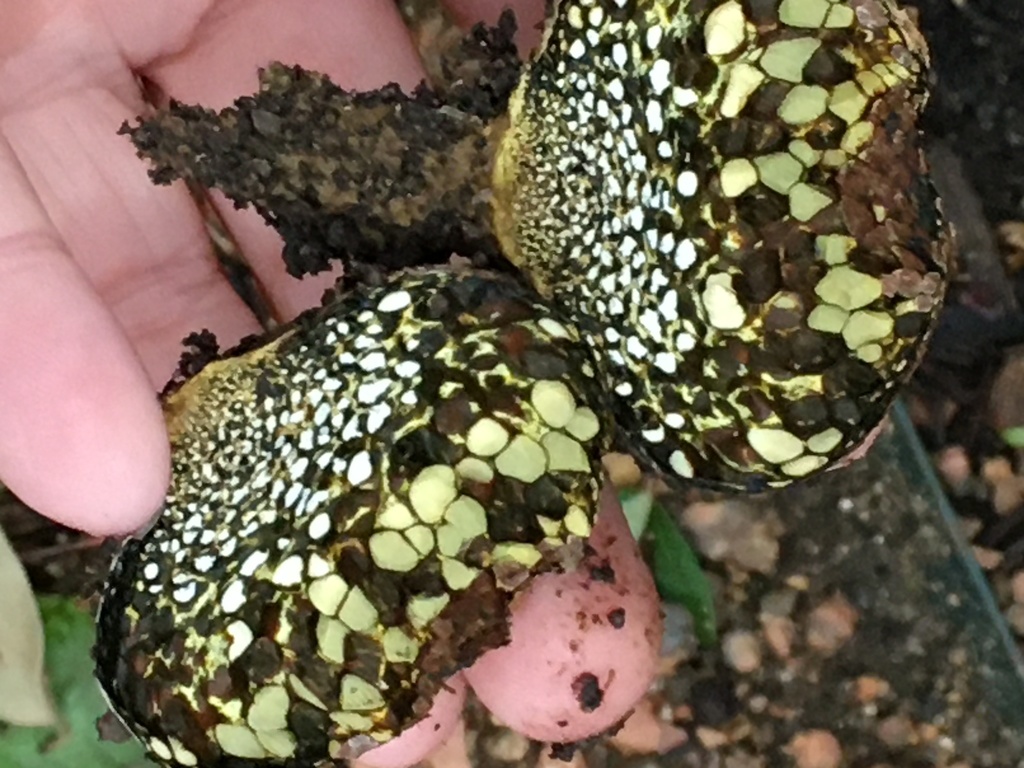 Pisolithus arenarius (Pisolithus arenarius)
