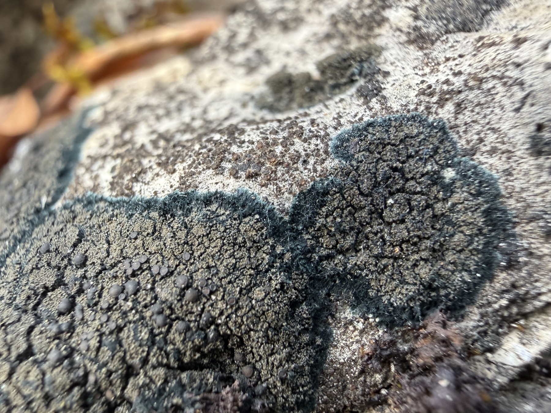 Placynthium nigrum (Placynthium nigrum)