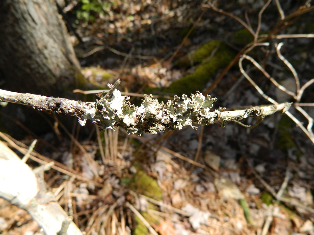 Platismatie glauque (Platismatia glauca)