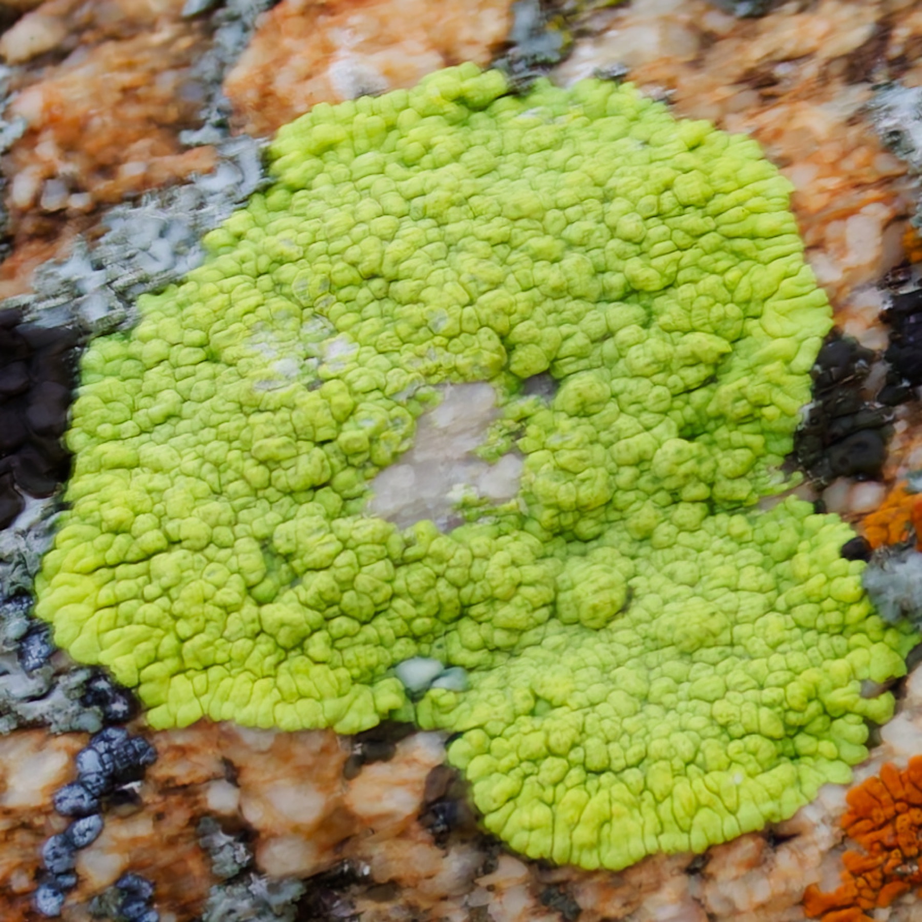 Pleopsidium flavum (Pleopsidium flavum)