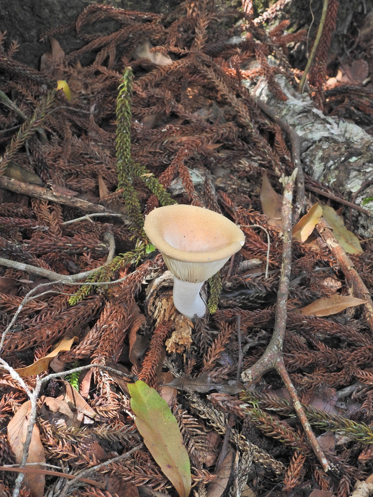 Pleurote à sclérote (Pleurotus tuber-regium)