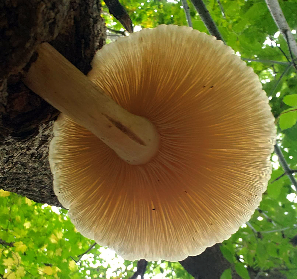Pleurote de l'orme (Hypsizygus ulmarius)
