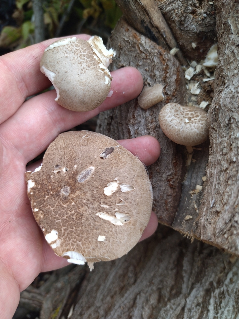 Pleurote du chêne (Pleurotus dryinus)