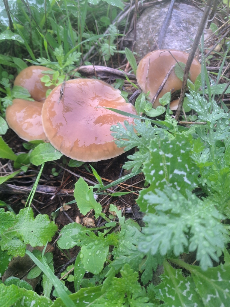 Pleurote du panicaut (Pleurotus eryngii)