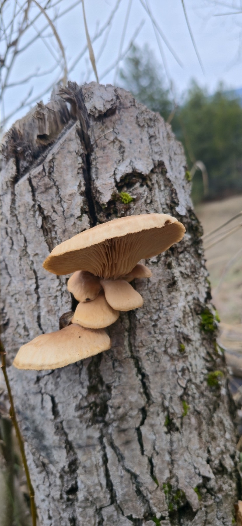 Pleurote du peuplier (Pleurotus populinus)