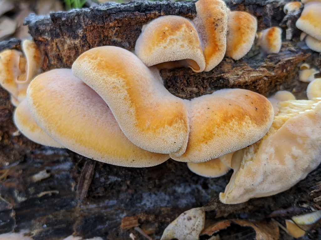 Pleurote en forme de nid (Phyllotopsis nidulans)