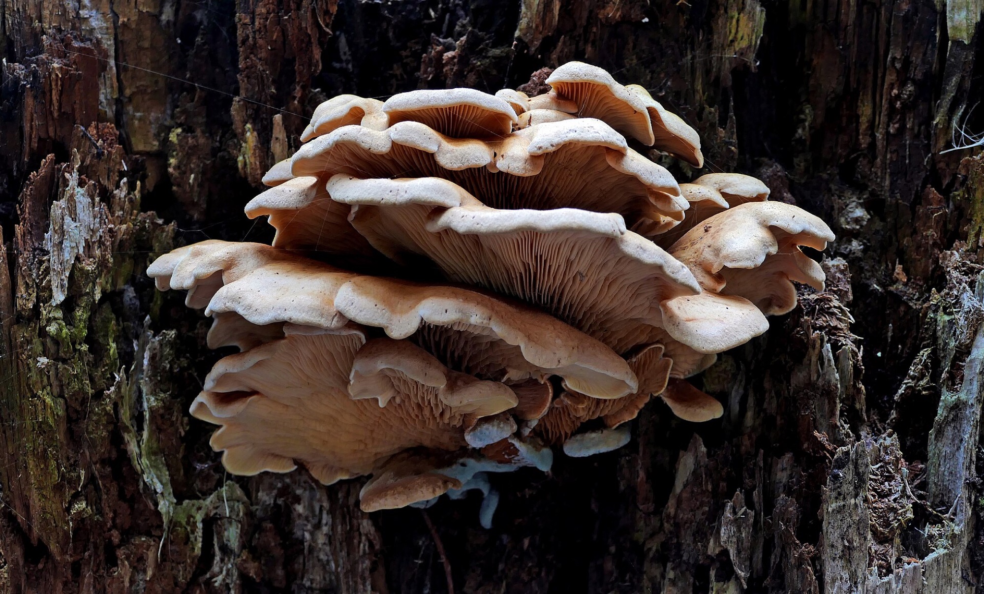 Pleurote en huître (Pleurotus ostreatus)