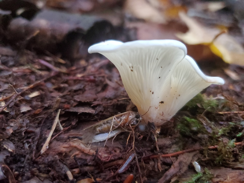 Pleurote en oreille (Pleurocybella porrigens)