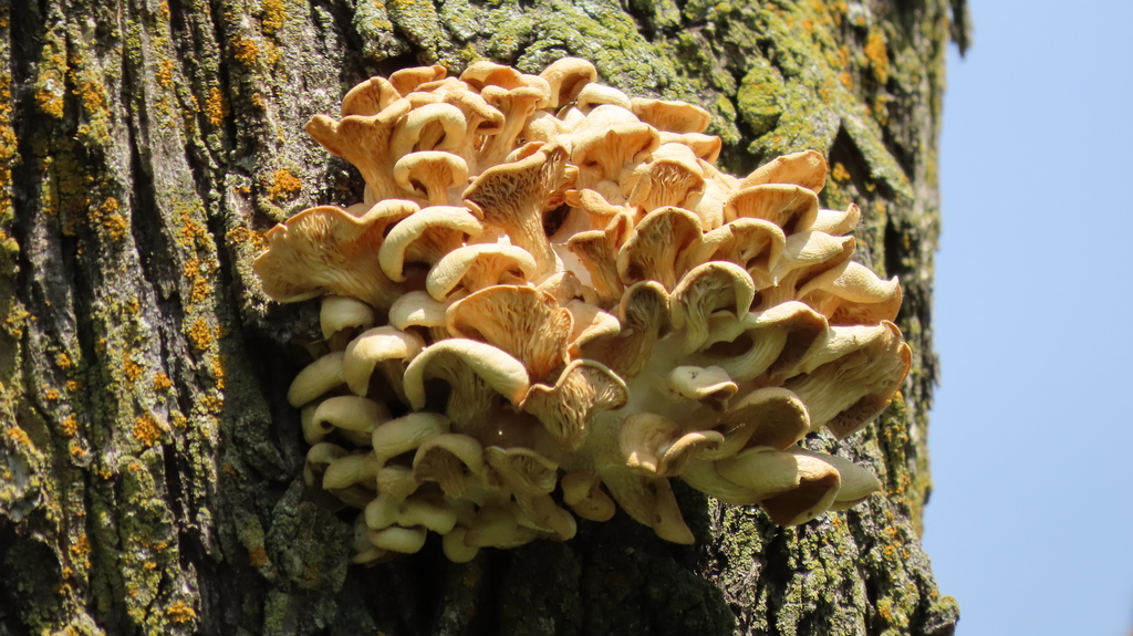 Pleurote jaune (Pleurotus citrinopileatus)
