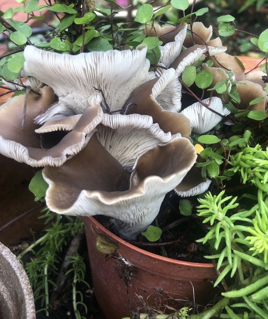 Pleurote petaloïde (Hohenbuehelia petaloides)