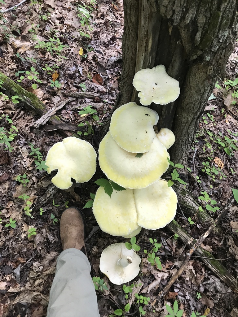 Pleurote poilu (Pleurotus levis)