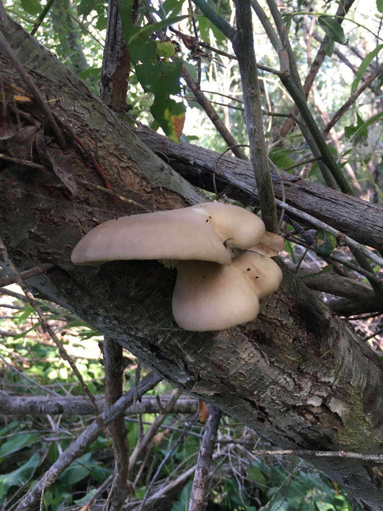 Pleurote pulmonaire (Pleurotus pulmonarius)