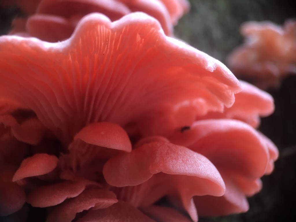 Pleurote rose (Pleurotus djamor)