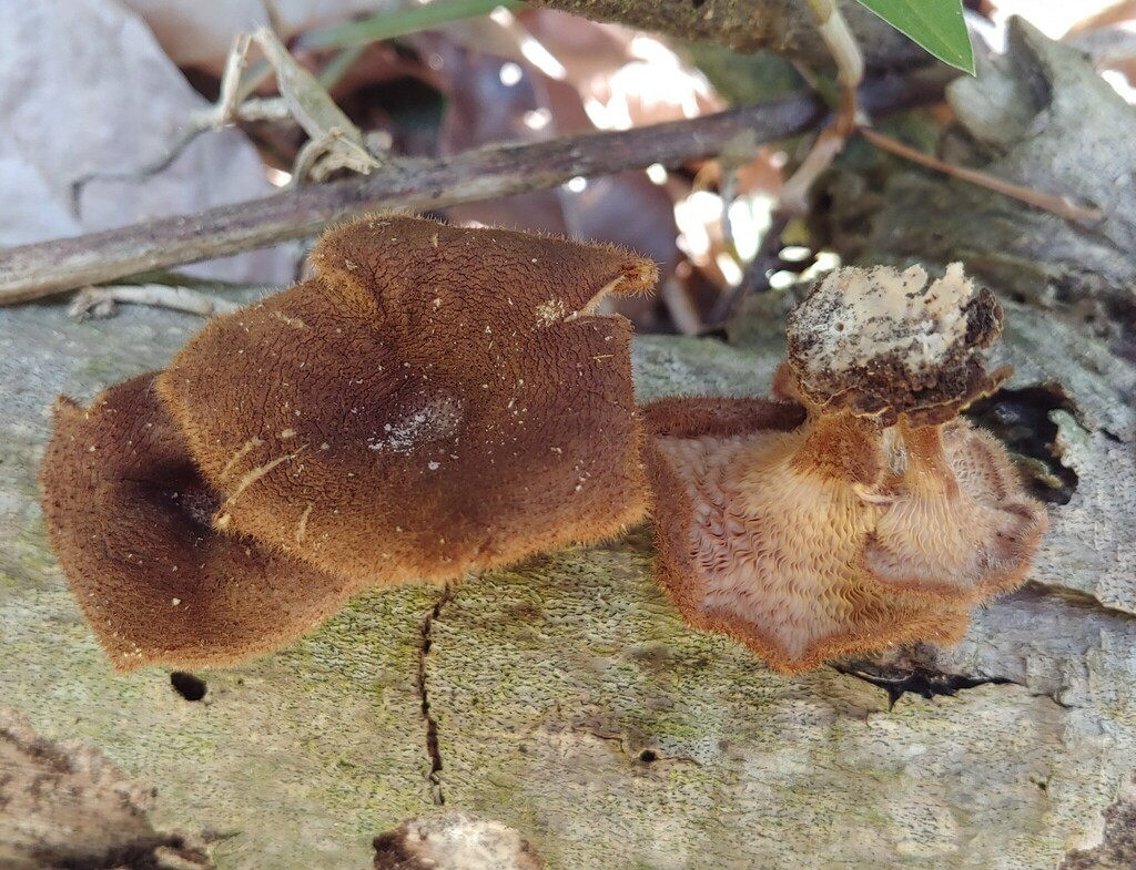 Pleurote strigueux (Panus lecomtei)