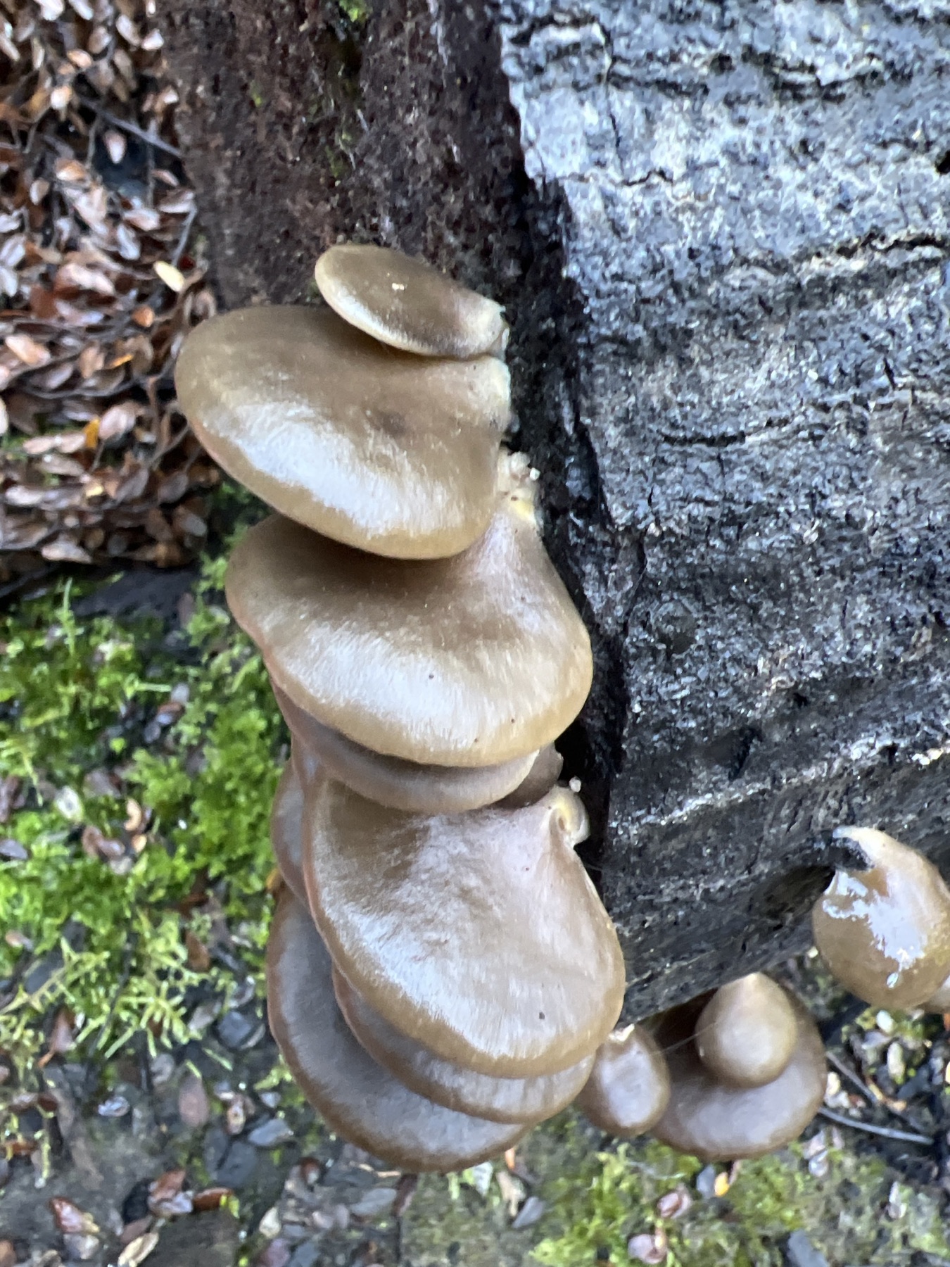 Pleurotus purpureo-olivaceus (Pleurotus purpureo-olivaceus)