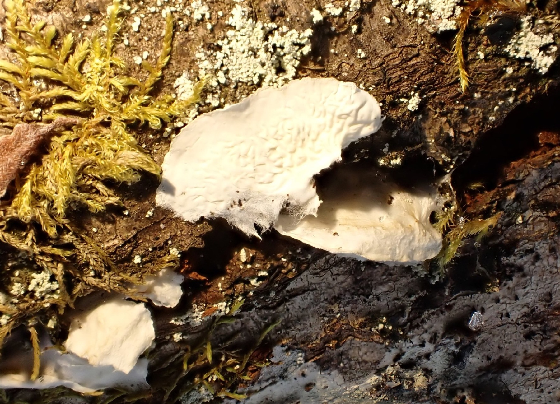 Plicatura nivea (Plicatura nivea)