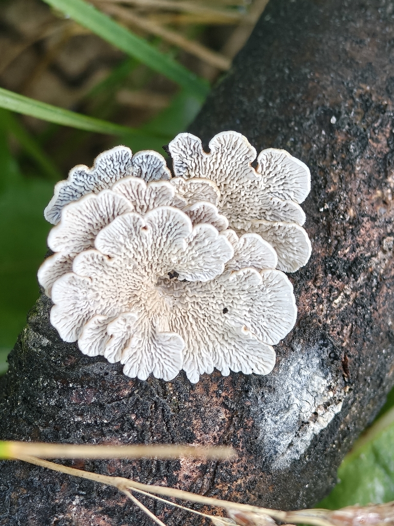 Plicature crispée (Plicatura crispa)
