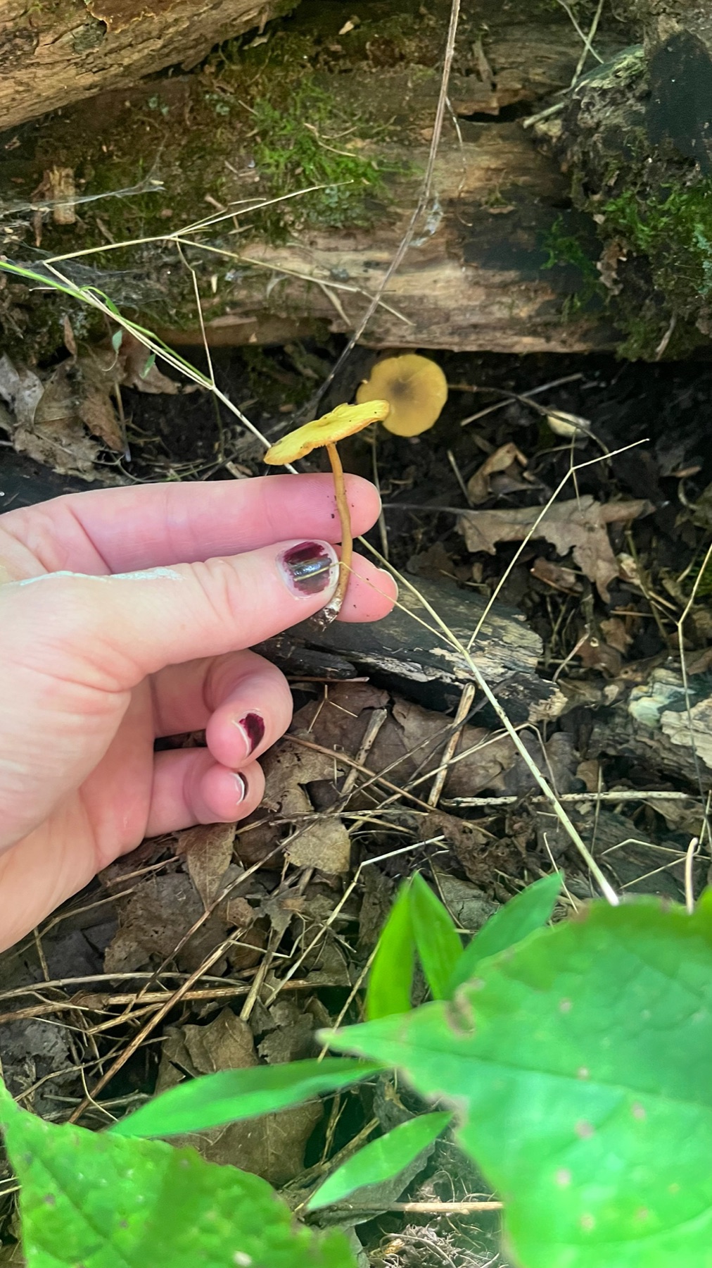 Plutée admirable (Pluteus chrysophlebius)