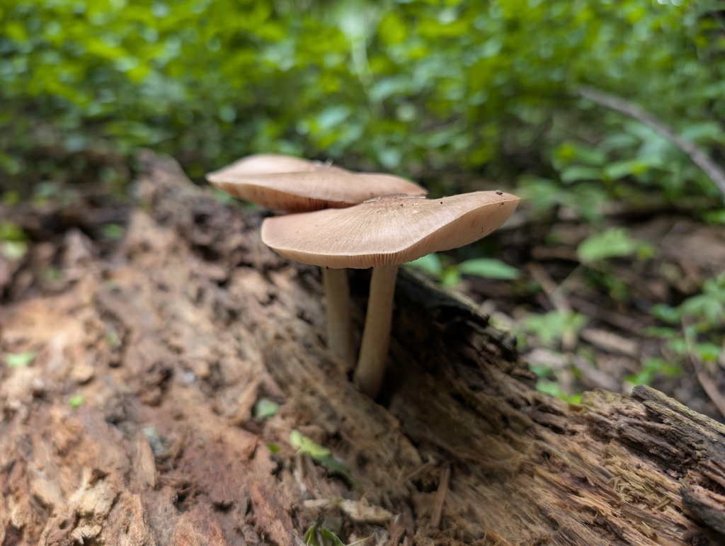 Plutée couleur de cerf (Pluteus cervinus)